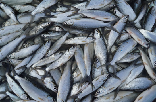 manfaat ikan bandeng untuk MPASI, MPASI ikan bandeng, menu MPASI sehat, protein hewani untuk bayi, makanan untuk kecerdasan bayi, cara mengolah ikan bandeng untuk MPASI, Bunda, si Kecil